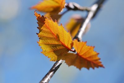 Betula pendula 'Purpurea' - bříza bělokorá 'Purpurea' - jarní listy
